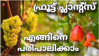 Fruit plants growth techniques and tips in malayalam  Prs kitchen krishi cultivation [upl. by Ardnossac182]