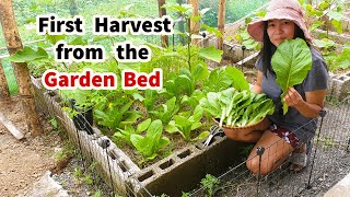 Harvesting Mustasa Or Mustard Greens For Cooking  1st Garden Bed Harvest  Life In The Countryside [upl. by Lenard]