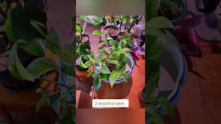 Planting my pothos water propagations pothospropagation pothosplant [upl. by Samala]