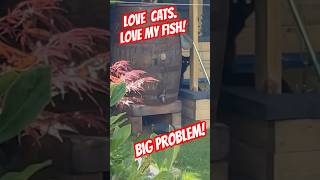 Cats and Fish Don’t Mix 🐱🎣 Love My Cat But Stay Away from My Fish 😡 catshorts [upl. by Otanod]