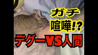 【デグー】人間とデグーの喧嘩？！DeGoo is cuteA fight between a pet and a human being [upl. by Ykcim36]