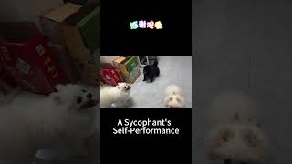 A Sycophants SelfPerformance pets cute animals dog smalldog pomernian puppy pomeranain [upl. by Filberto717]