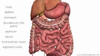 Peritoneal Cavity Part 4 Intraperitoneal and Retroperitoneal Organs Anatomy Tutorial [upl. by Delfine]