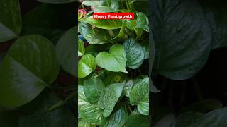 shorts ll Diy Plant Propagation moneyplant pothos viralshort 🌿 [upl. by Nahc]