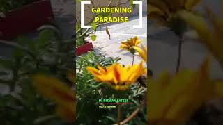 How to Grow Gazania Flowers from Seeds  Gazania Flowers  Gazania Plants GardeningParadise [upl. by Watkin285]