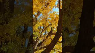 Ginkgo trees in autumn This combination of camera movements is so beautiful The ginkgo has tur [upl. by Hauck]