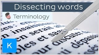 How dissecting words can help you be a pro in anatomical terminology  Kenhub [upl. by Niattirb392]