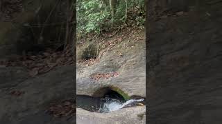 Thusharagiri waterfalls Wayanad Kerala himalayanblackpearl shorts thusharagiri [upl. by Aimahc]