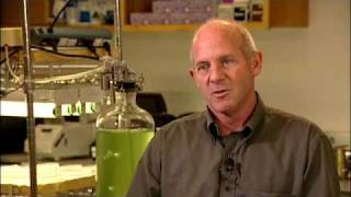 Algae Biofuels and Biotech  Stephen Mayfield UC San Diego [upl. by Ettereve]