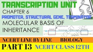 PART13TRANSCRIPTION UNITCHAPTER 6 NCERT CLASS 12TH BIOLOGY [upl. by Alinoel473]