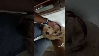 Nunca imagine quererlo tanto 🥰🥰🐕es el mejor 🐕🥰 [upl. by Mairam]