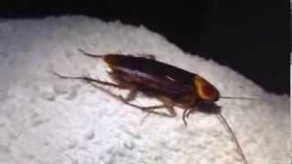 Huge Palmetto Bug in North Port Sarasota FL House by Sarasota Pest Control Expert Johnny Bugs [upl. by Gabbey]