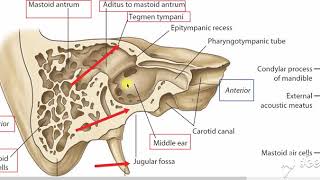 Middle ear boundaries 2 [upl. by Zingg]