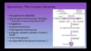 Bioinformatics Lecture 2 Whats in a genome [upl. by Nochur]