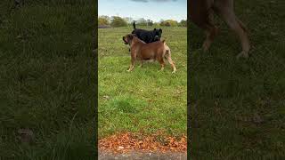 MOST ATHLETIC Mastiff in the World boerboel dogbreed boerboelbreeders [upl. by Ergener]