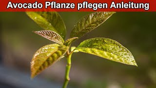 Avocado Pflanze richtig pflegen – Avocadobaum Pflege  Braune Blätter  Winter  Standort [upl. by Aicnilav973]