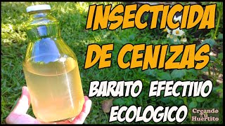 INSECTICIDA Y FUNGICIDA DE LEJÍA DE CENIZAS económico y ecológico [upl. by Drofhsa865]