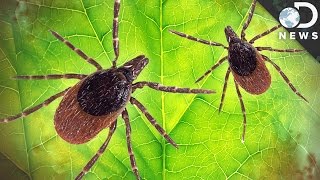 How Dangerous Is Lyme Disease [upl. by Arihaz]