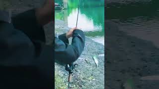 Nghiện rồi sao bỏ được 🥲 fishing cauca câucá caucasuoi shorts youtube cuocsong [upl. by Aicemaj941]