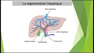 Comment interpréter un scanner abdominal segmentation hépatique [upl. by Torrell757]