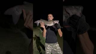 PESCA PESCE GATTO BIG su CALAMARO catfishing fishing fishingvideo [upl. by Zahavi]