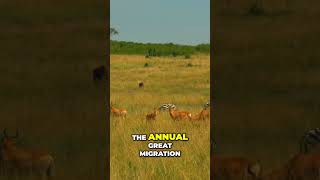 Awe inspiring Wildlife of Serengeti National Park Tanzania [upl. by Nelrah]