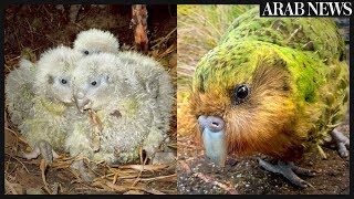 Kakapow Rare worlds fattest parrot has record breeding season [upl. by Ofloda170]