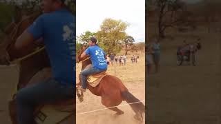 PASSOS MINAS GERAIS BRASIL 🇧🇷 argolinha horse champion [upl. by Yrallam678]