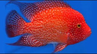 Red Texas vs Flowerhorn Vs Trimac Vs parrot cichlid Vs Midas Tank [upl. by Yrallam]