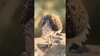 The Cutest Burrowing Owl Part 2 [upl. by Nuawad]