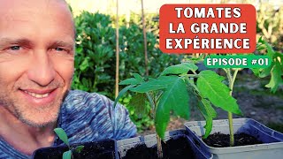 Expériences  tomates ► Urine compost terreau 1er prix marc de café enfoncer les plants [upl. by Tiana]