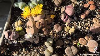 My lithops wagons is blooming 🌵❤️😊 [upl. by Venice158]