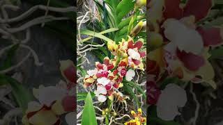 ONCIDIUM SPHACELATUM [upl. by Aicelaf473]