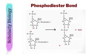 Phosphodiester Bond amp Polynucleotide Chain  Biology Class 1112  NEET [upl. by Li]