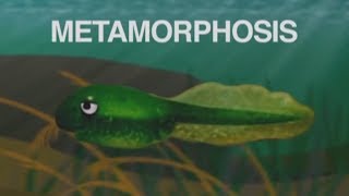 quotMetamorphosis Tadpole Into a Frogquot song about frog life cycle old version [upl. by Dickey]