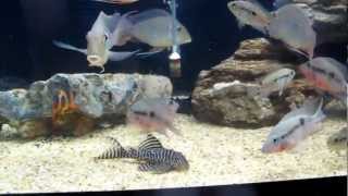 Feeding time L066 Firemouth cichlid Geophagus Surinamensis [upl. by Mosi]