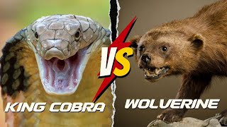 Wolverine vs King Cobra [upl. by Hak]