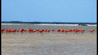 Rio Lagartos amp Las Coloradas Tour  Mexico Kan Tours [upl. by Penney]