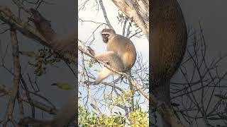 Vervet Monkey Chlorocebus pygerythrus🐈‍⬛ Not a Langur [upl. by Buckley]