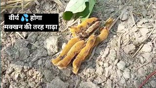 virya itna banega kharch nahi kar paoge lovekushayurveda [upl. by Queri]