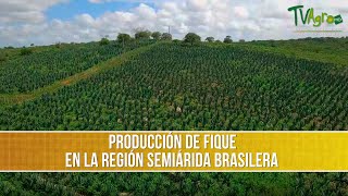 Como es la Produccion de Fique en la Region Semiarida TvAgro por Juan Gonzalo Angel Restrepo [upl. by Shoemaker940]