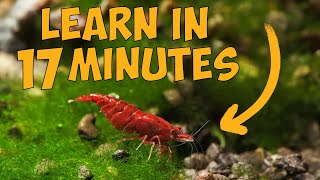 Learn How to Keep Cherry Shrimp in Just 17 Minutes 🦐 [upl. by Miyasawa]