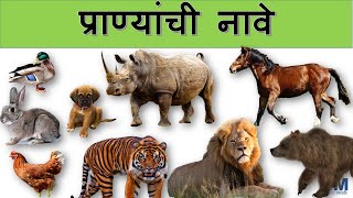 प्राणी  प्राण्यांची नावे  Animal names in Marathi  Learn animals in Marathi  शिका प्राणी मराठीत [upl. by Cassiani]