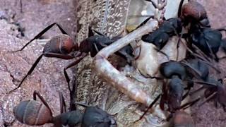 The Attack of Camponotus cruentatus [upl. by Yllet6]