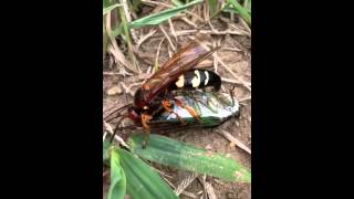 Cicada killer up close stings cicada [upl. by Notliw]