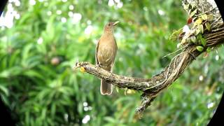 Claycolored Thrush  Turdus grayi  Uraba Caribbean Lowlands [upl. by Ednil]