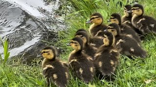 Baby mallard ducks jumping into water 💦 マガモの雛たち [upl. by Monaco953]