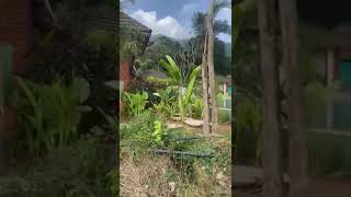 madikeri resort stay with better facility Timbertales resort [upl. by Qirat260]