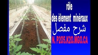 Rôle des èlement minèraux  NPKMGO CA  شرح مفصل [upl. by Walther982]