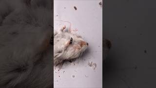 Flesh Eating Beetles Clean a Russian Dwarf Hamster To The Bone timelapse Dermestids hamsters [upl. by Asatan]